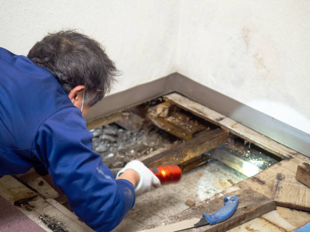 Best Black Mold Removal  in St Clair, MO