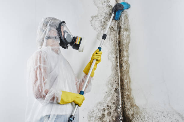 Trusted St Clair, MO Mold Removal Experts