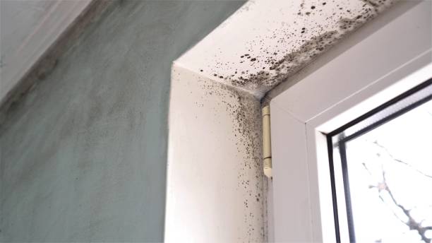 Best Emergency Mold Removal  in St Clair, MO