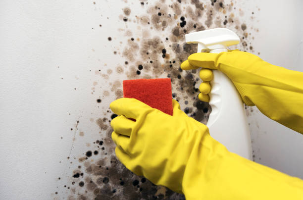 Best Commercial Mold Removal  in St Clair, MO