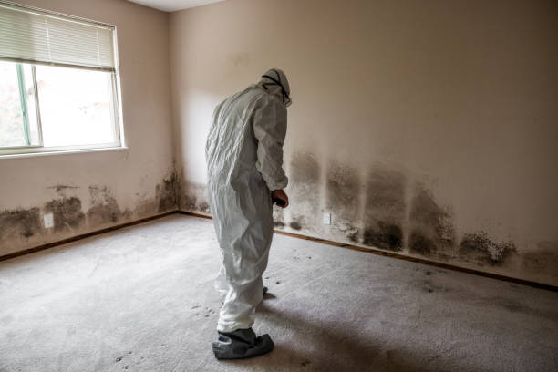 Best Mold Remediation Services  in St Clair, MO