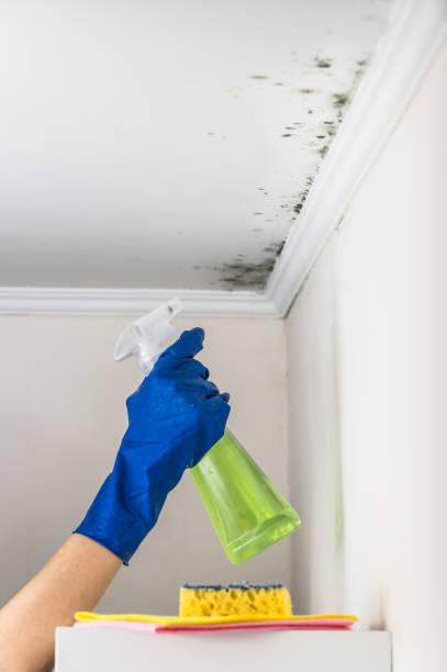 Best Fast Mold Removal  in St Clair, MO